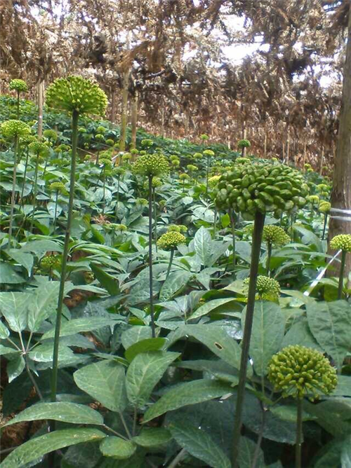 顺荣三七-顺荣三七公司